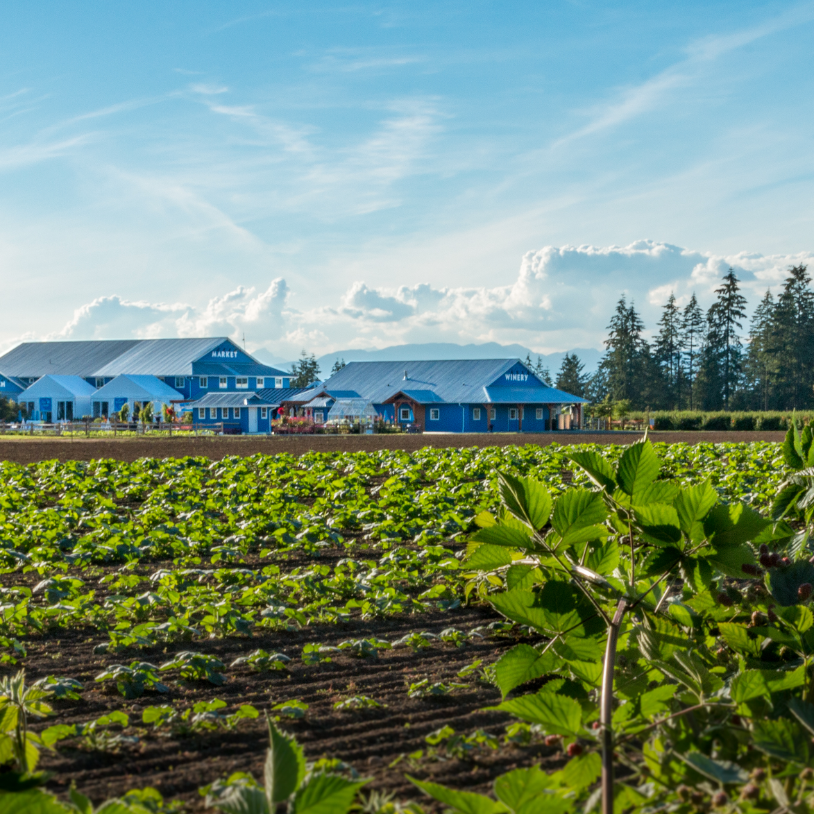 Upick berries fields in the summer, waffles year round, home and garden market, onsite bakery, Fraser Valley winery, frozen berries, preserves and more